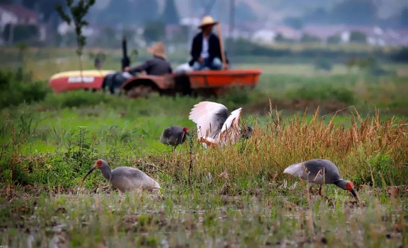 修齐礼仪礼待自然礼仪师学习指南